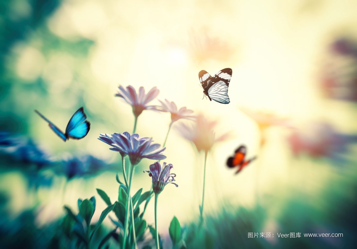 Veer开启版权图片订阅模(mó)式(shì),低(dī)至3元/张! 亚娱体育